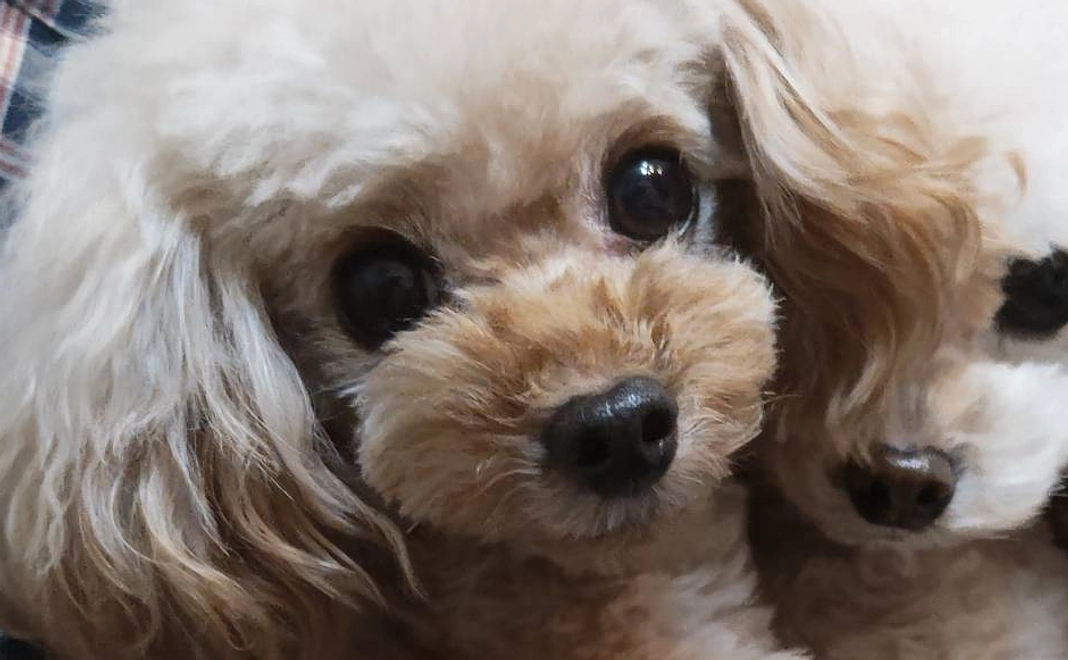 リンスを救う！応援団.1