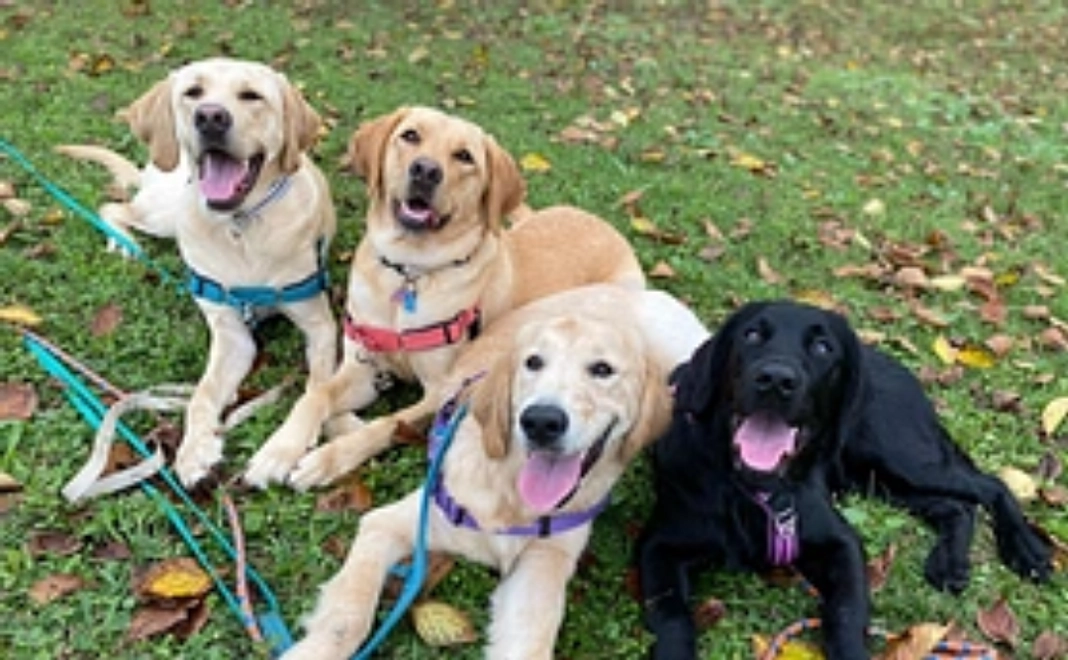 ファシリティドッグ育成　応援コース（3,000円寄付）【税制優遇対象】