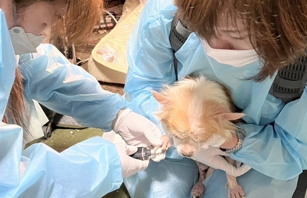 【2022年の初めての多頭飼育崩壊現場対応 〜その２〜 】状態の悪い子たちがたくさんいました