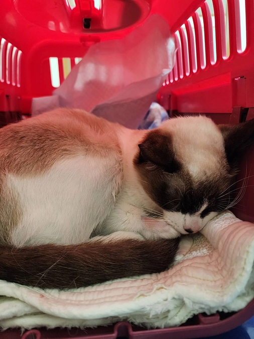 保護猫トウアちゃんの大手術。