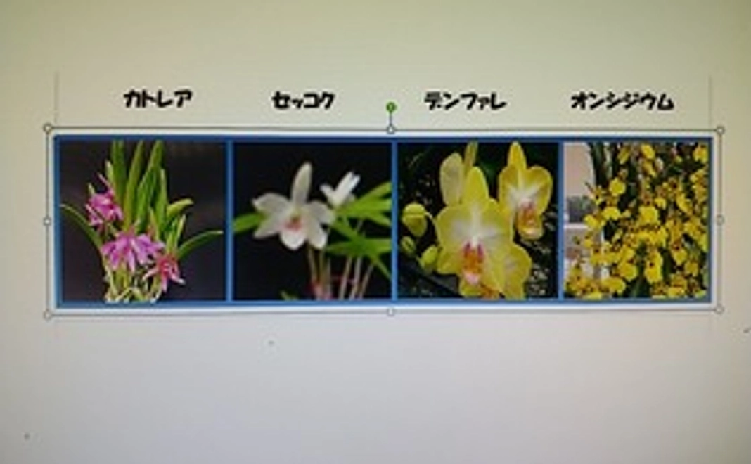 着生ランの支援のみ