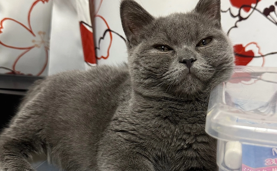 りんの応援プラン2