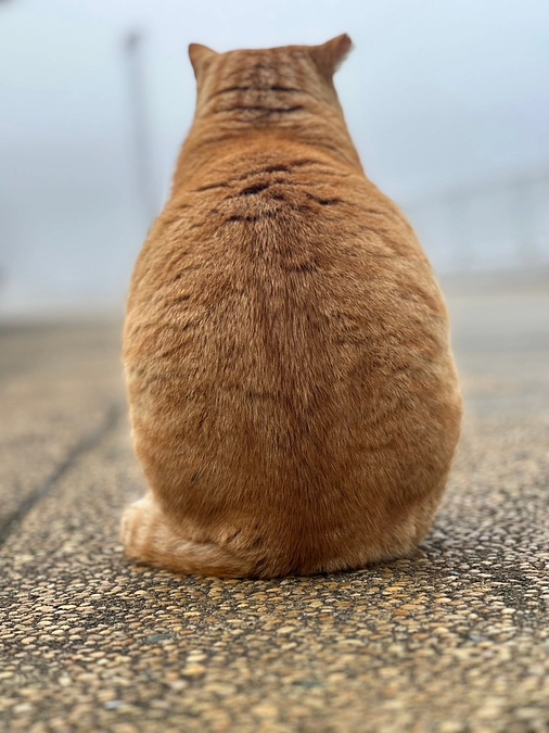 お礼や想いをお伝えする場として、本日6月15日20時よりインスタライブ開催します！