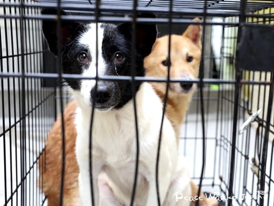 【保護活動】動物愛護センターからの引き出し（6月11日）