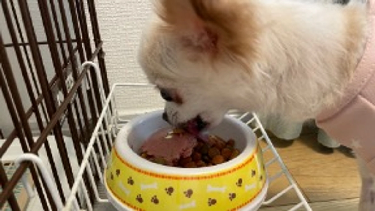 投薬記録と支援