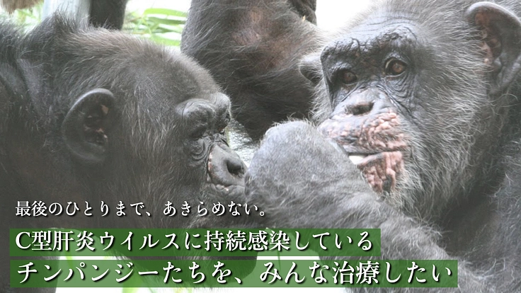 【最終章】ウイルスの医学的実験を受けたチンパンジー みんなの治療へ