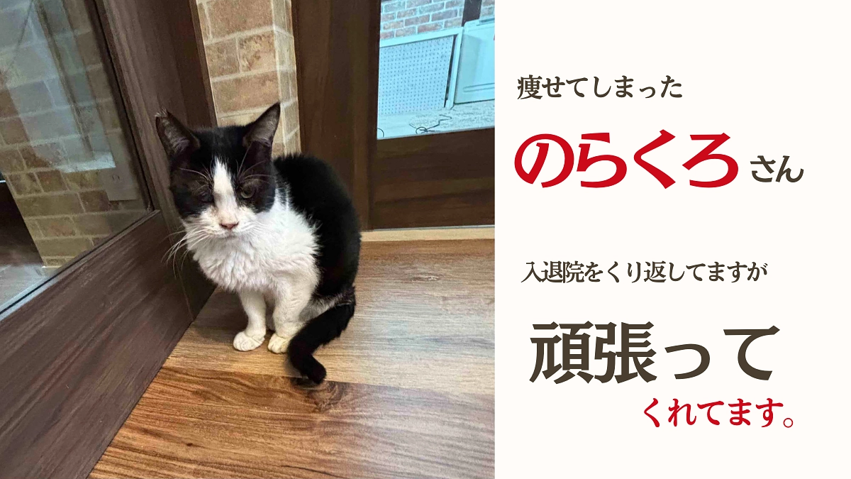 【のらくろさんの闘病記録】入退院を繰り返していますがまだまだ頑張って欲しいです。