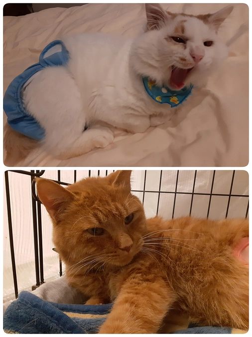 【つきまろ君】【そあら君】の医療のご報告