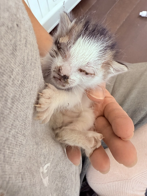 子猫が沢山やって来ました！！