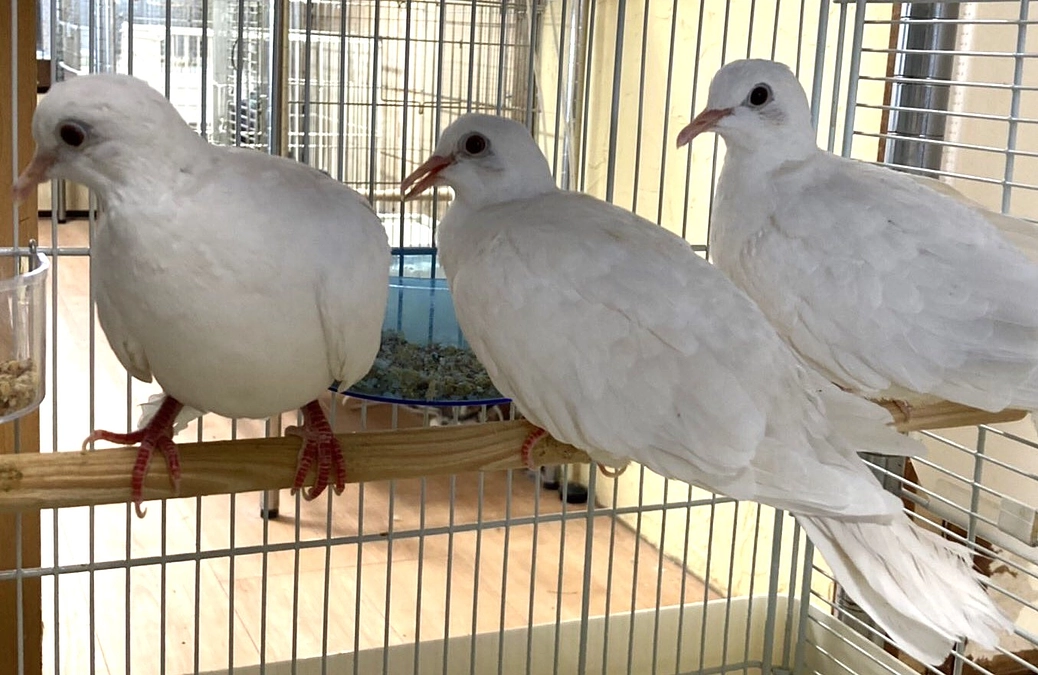 クラウドファンディングのお礼とJBFのお知らせ