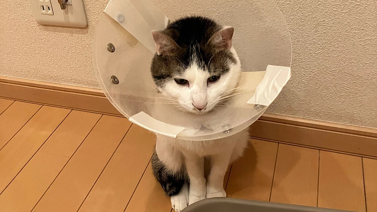 無事手術が成功しました