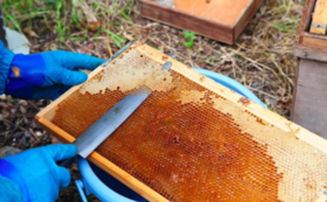 教え子からの贈り物コース＜岩手県の若手林業家たちが育てたハチの蜜＞