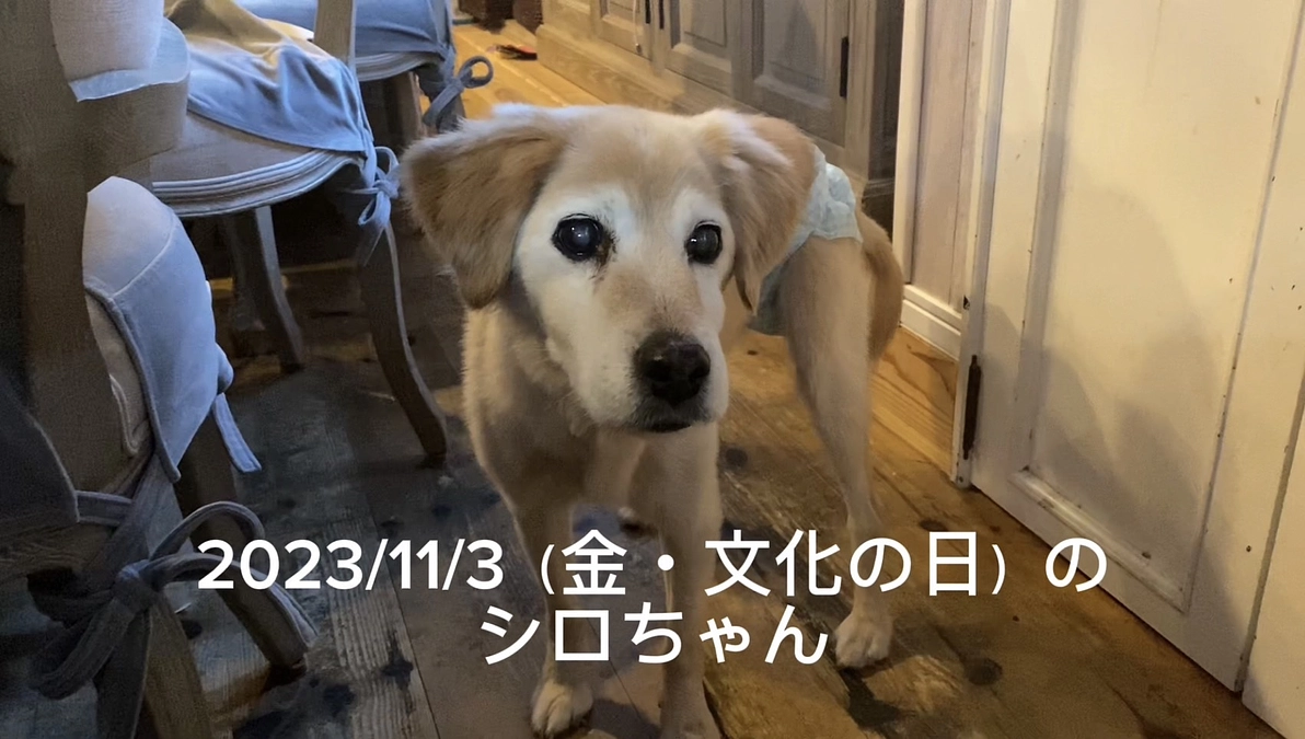 術後２年５か月シロの体調が急変してしまいました。