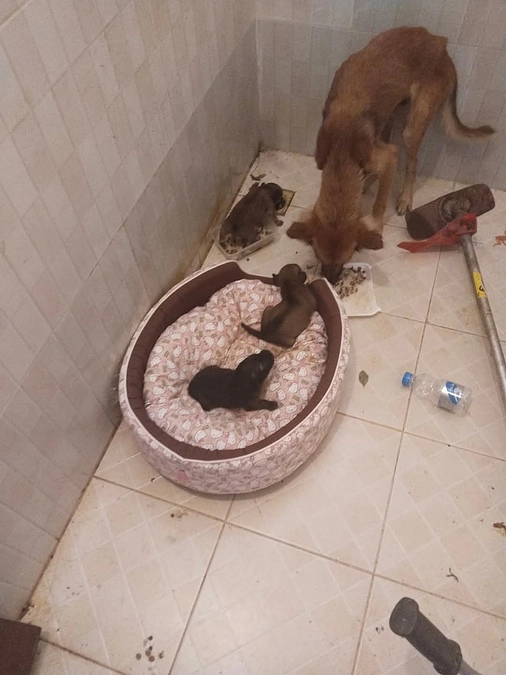 お寺で生まれた二組の赤ちゃんの健康管理と見守り