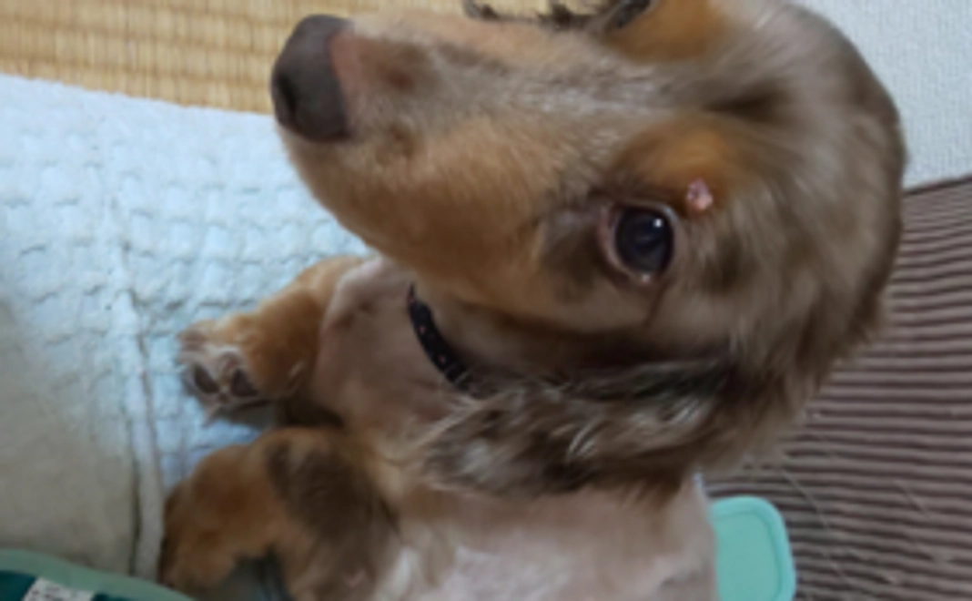 ランラン、お父さんファイト