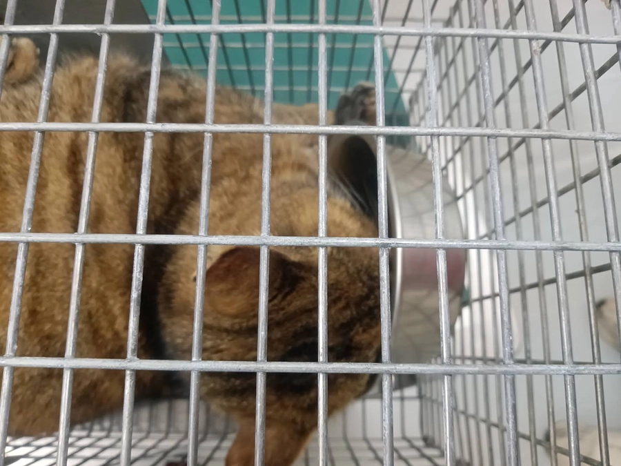 飯舘村の餌場からの保護