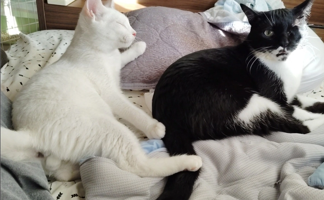 応援3000円コース