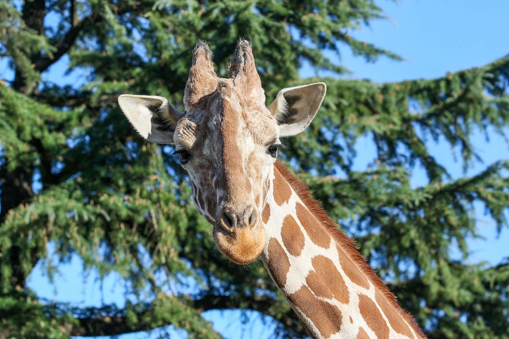 2月2日(金) 進捗報告・動物紹介～アミメキリンのナツゴロウのひみつ～