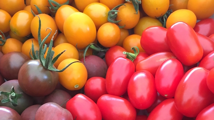 山元町産イタリアンミニトマトジュースのギフトセットを作りたい