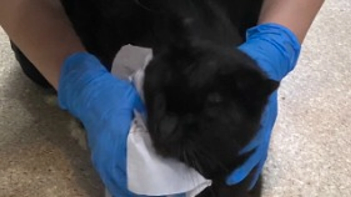 片原横町施設（猫舎）のお世話の様子。