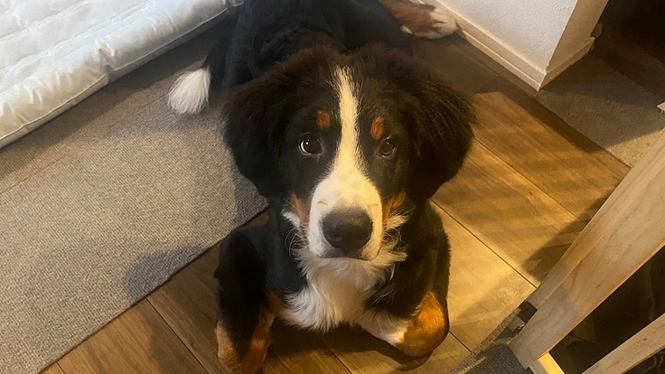 愛犬とうたの手術費のご支援をお願いいたします【肺動脈弁狭窄症】