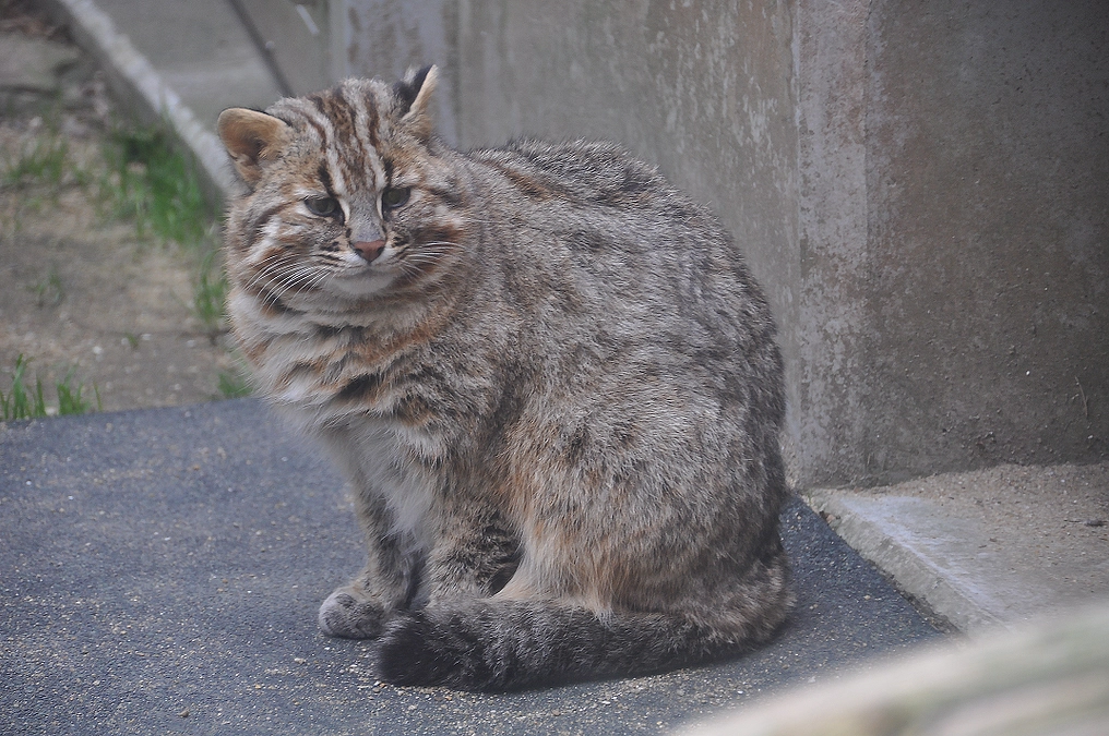 絶滅危惧種を守りたい皆様の想いも、未来に残します！