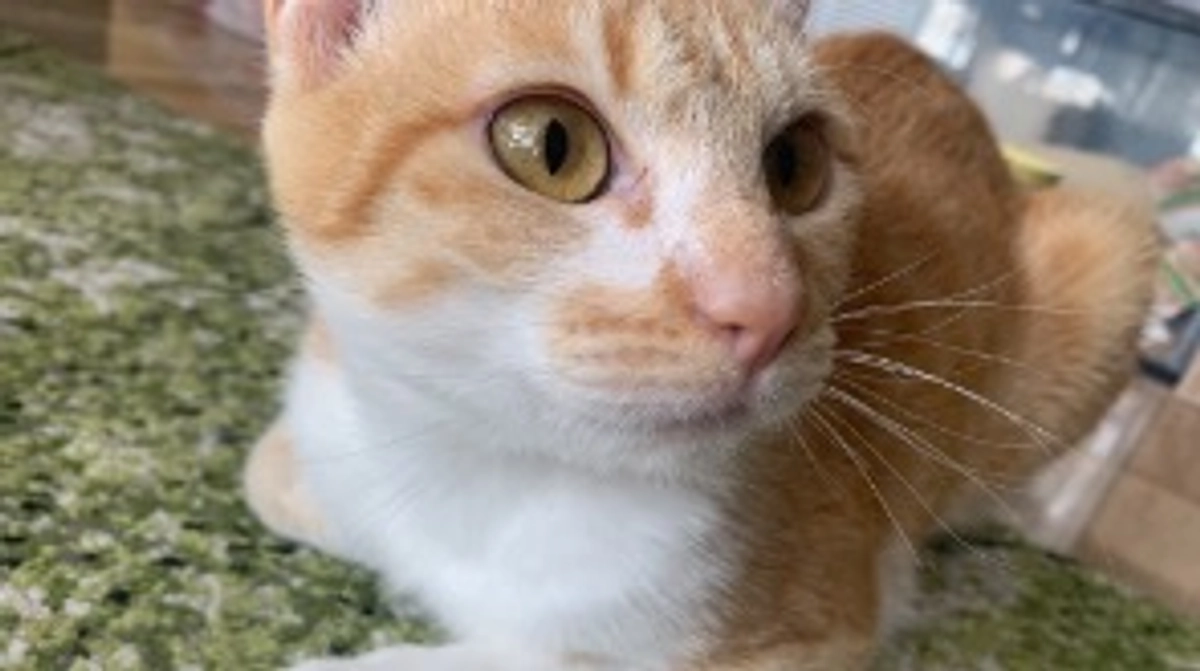 投薬70日目（プロジェクト開始30日目）