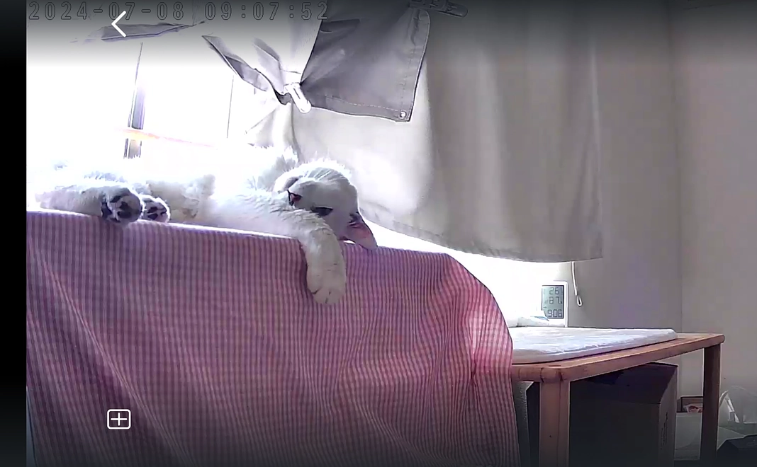 塩対応だけど優しいドラちゃんに支援をお願い致します