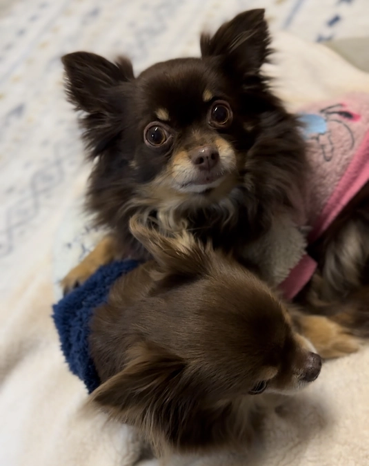 ついに明日手術をします