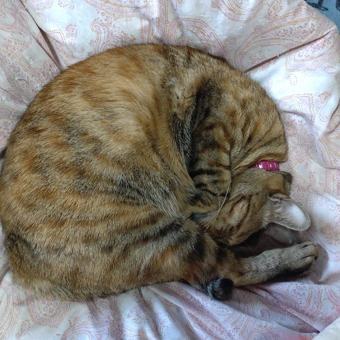 まんまる　チコちゃん💕