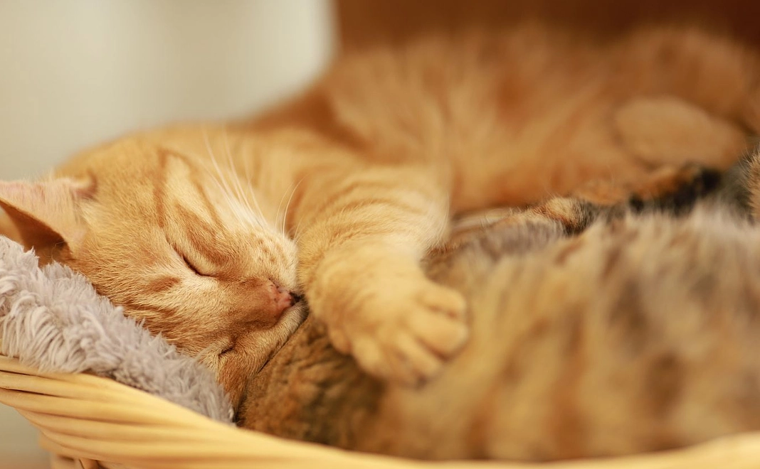 毎月30000円コース