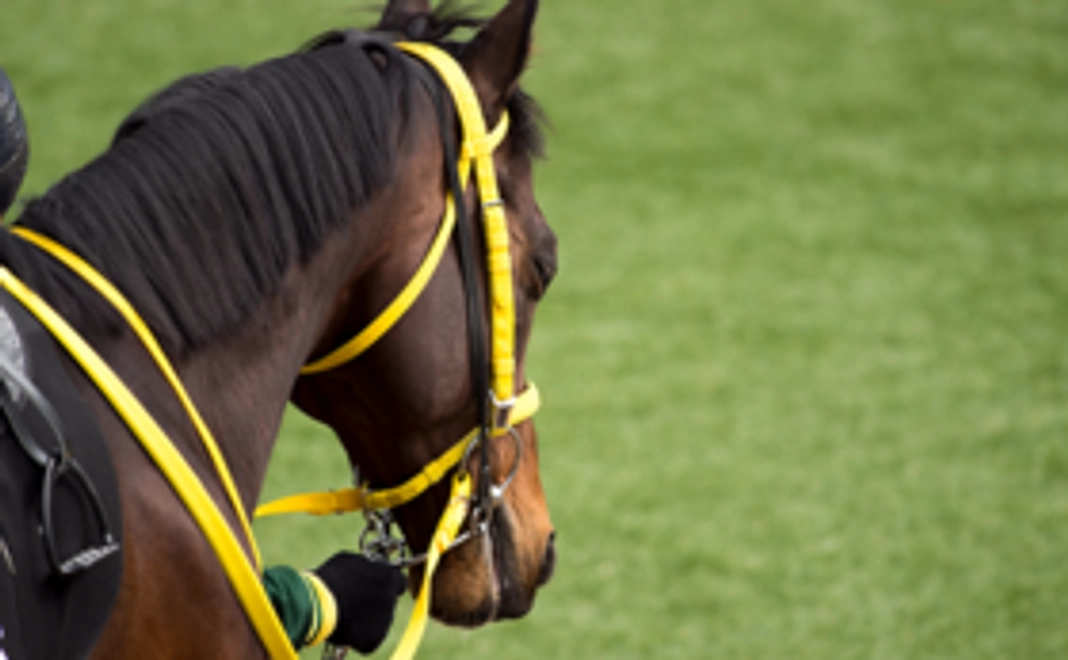 全力応援プラン