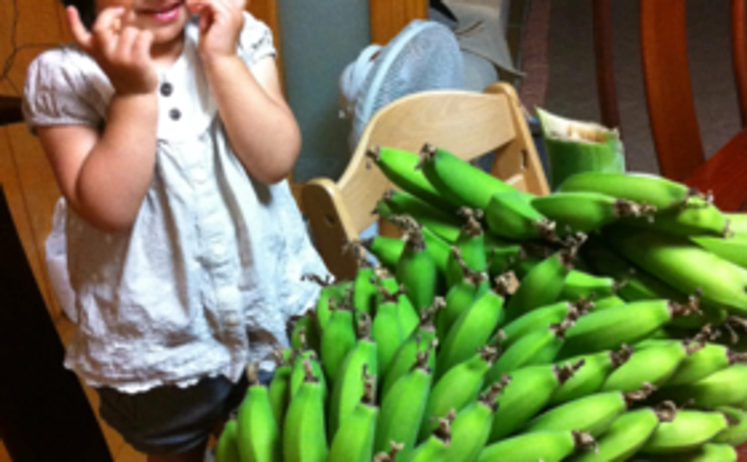 【幼稚園・保育園におすすめ！】バナナ大苗1本＋収穫体験会付（先行限定10苗）