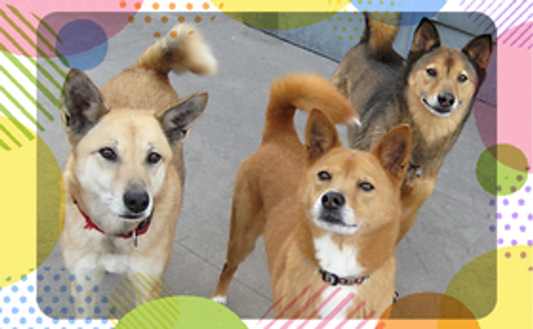 毎月応援！ワンワンワンコース