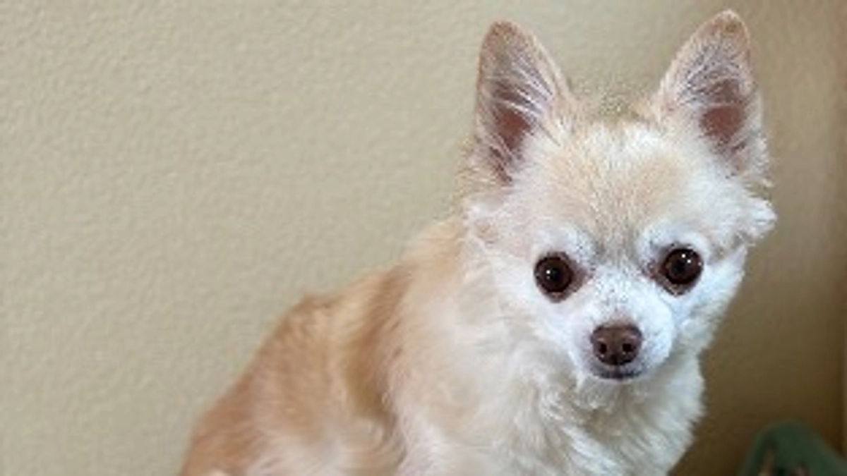 マロンの尊敬している所