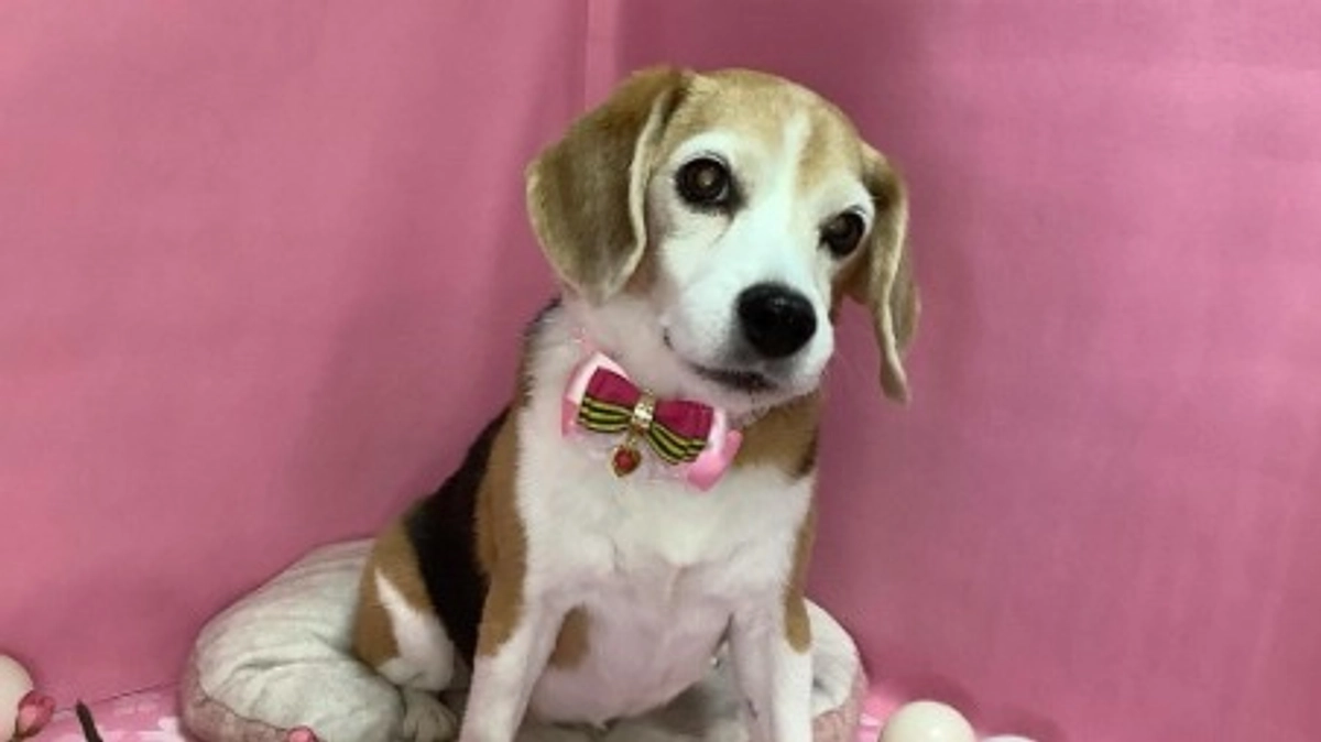 10/28 本日でちびっこのプロジェクト募集最終日となりました。