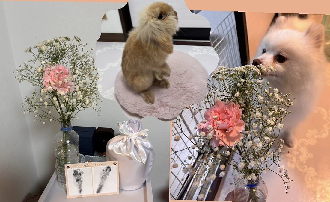 家族🐇が虹の橋を渡りました