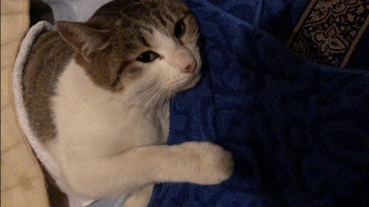 轢き逃げにあった【にゃーちゃん】を助けたい！