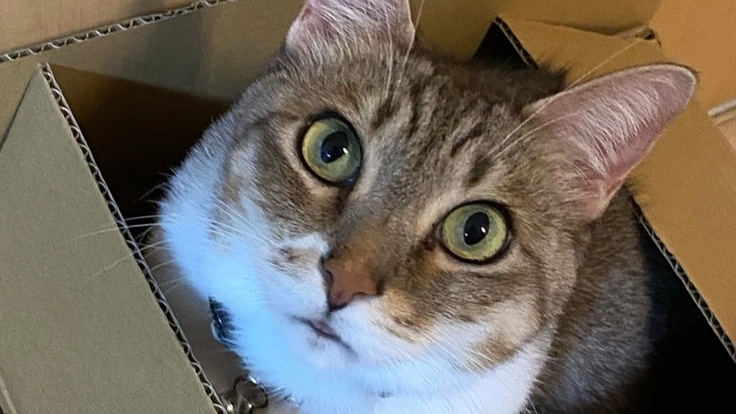 猫（７歳）の鼻腔内リンパ腫の治療費のご協力お願いします！