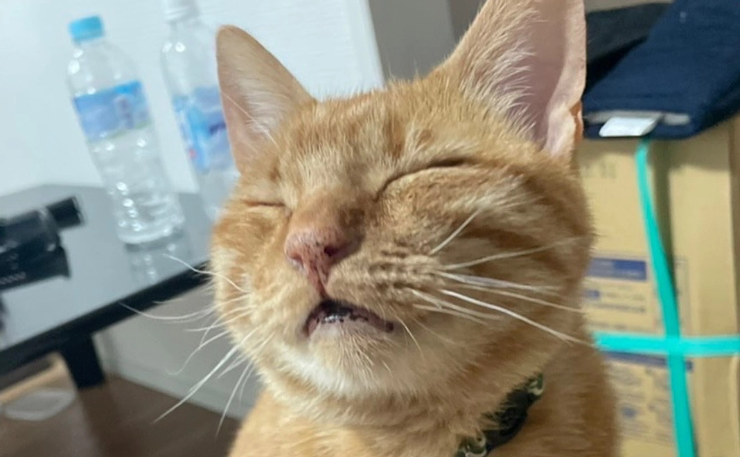 虎徹‼︎応援団　500円