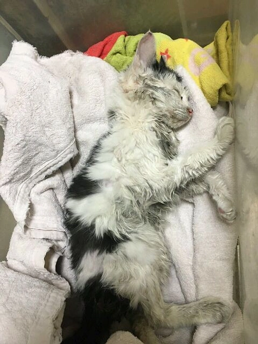 今日はちょっと昔話…　半身不随の幸太（こうた）