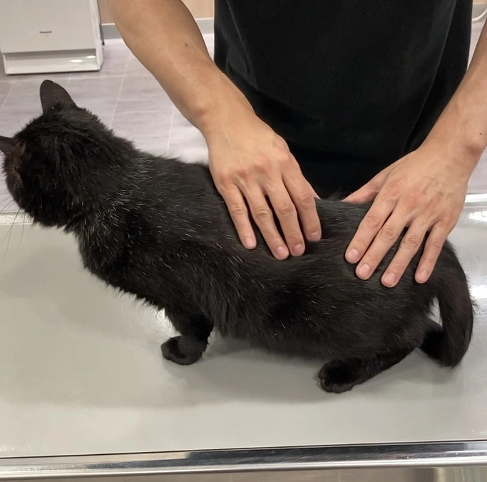 ネロちゃん＆てんてん　再び神戸へ