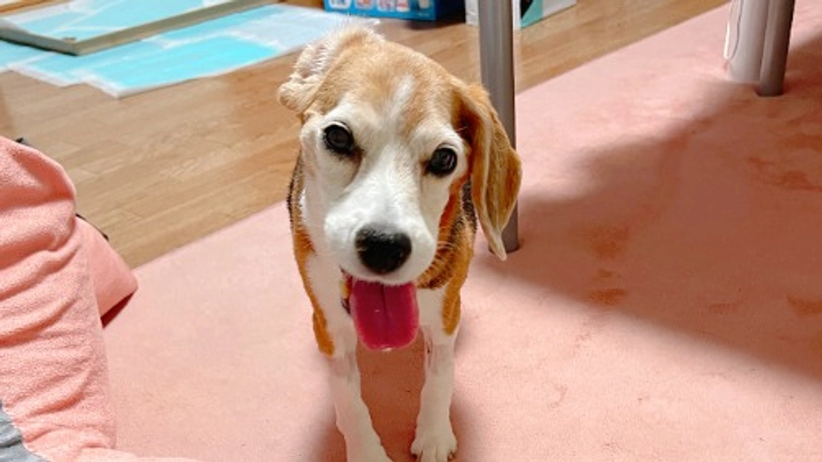 10/20 夜間、下痢の回数が減ってきました。