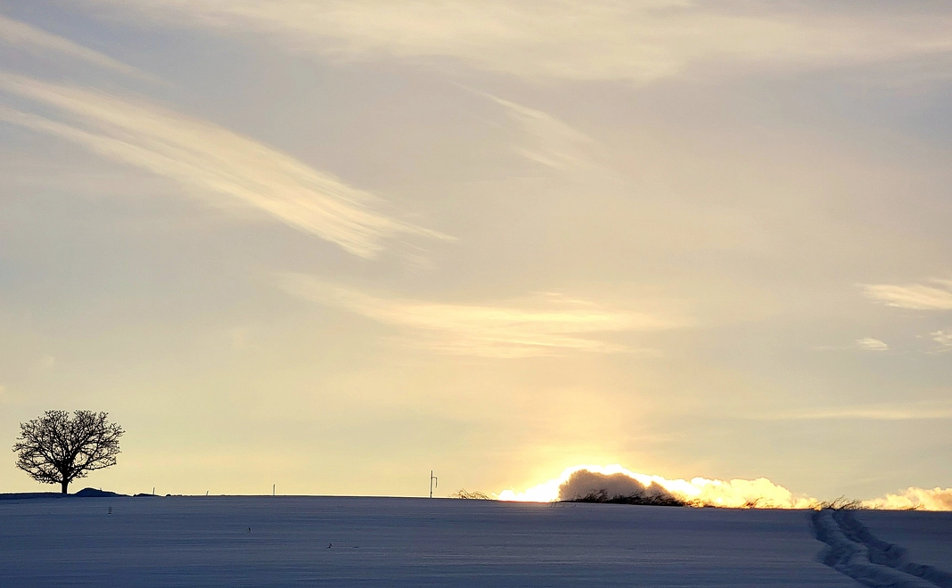 感謝、お礼のお手紙と、美瑛の風景写真家の私が撮影した白樺並木の伐採後の写真プリントをお送りいたします。