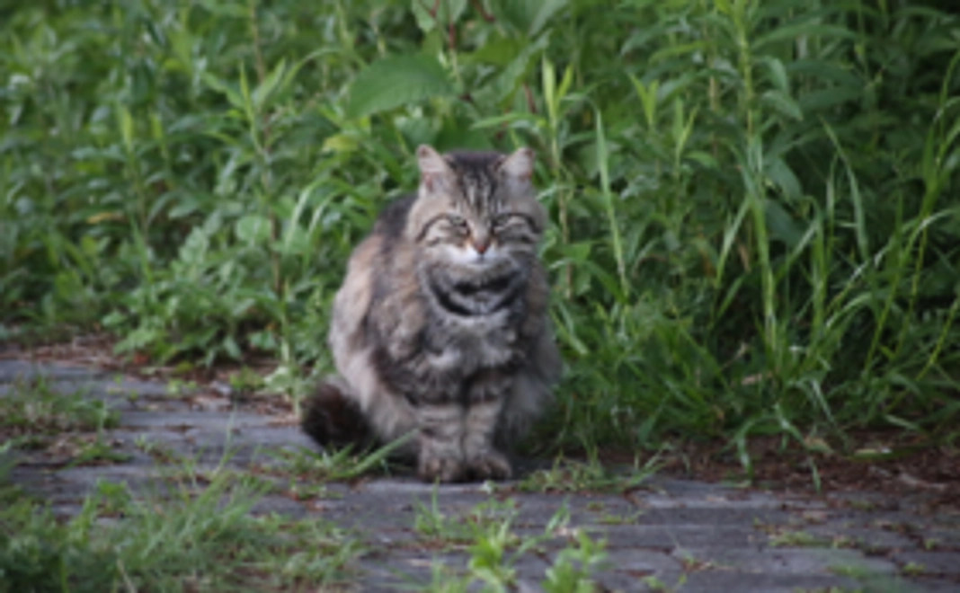 リターン不要（全て猫たちのために使わせてください）1,000円