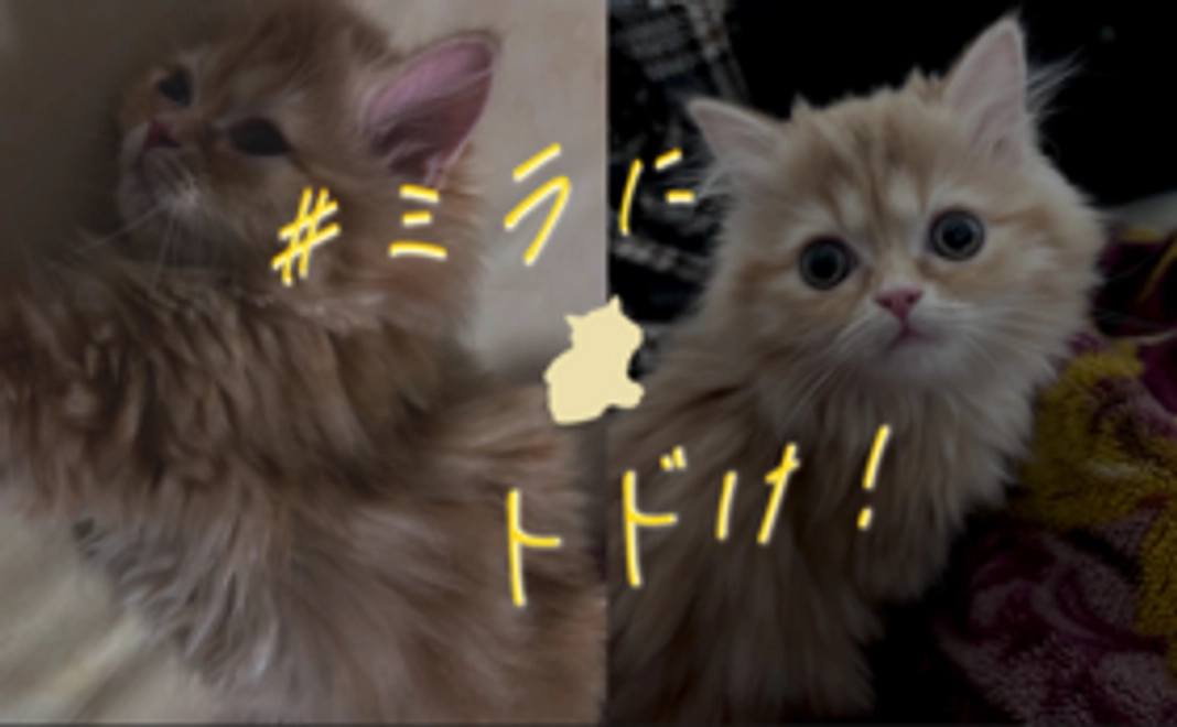 ミラへの応援★