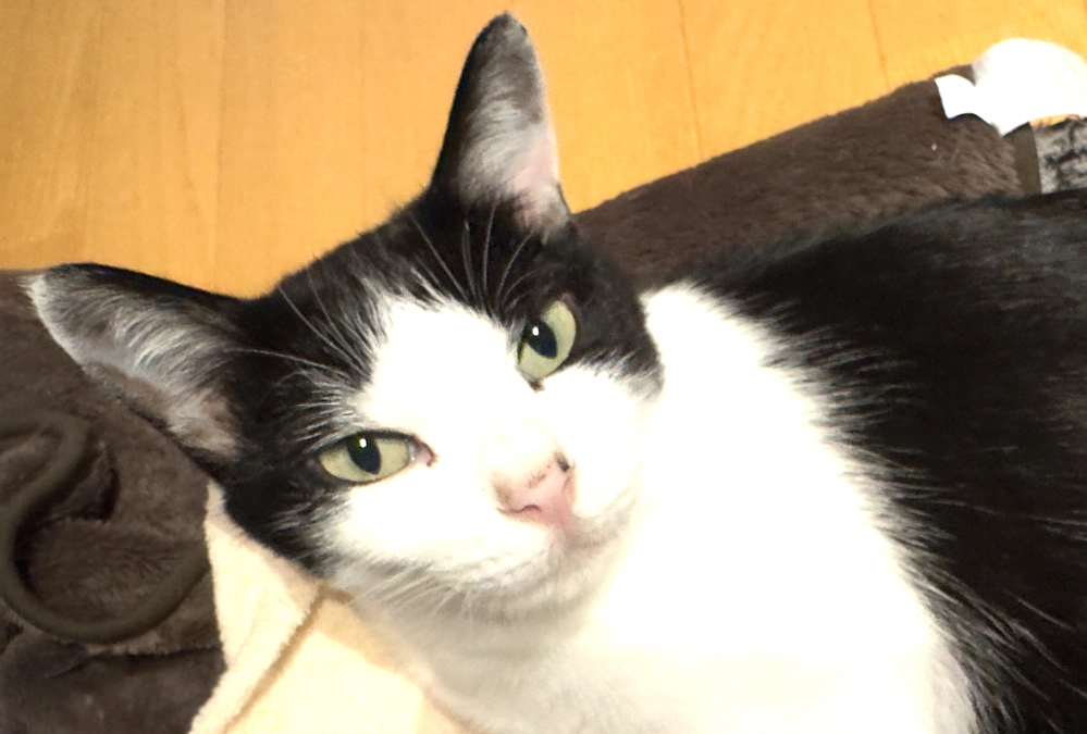 アテネの早食い対策