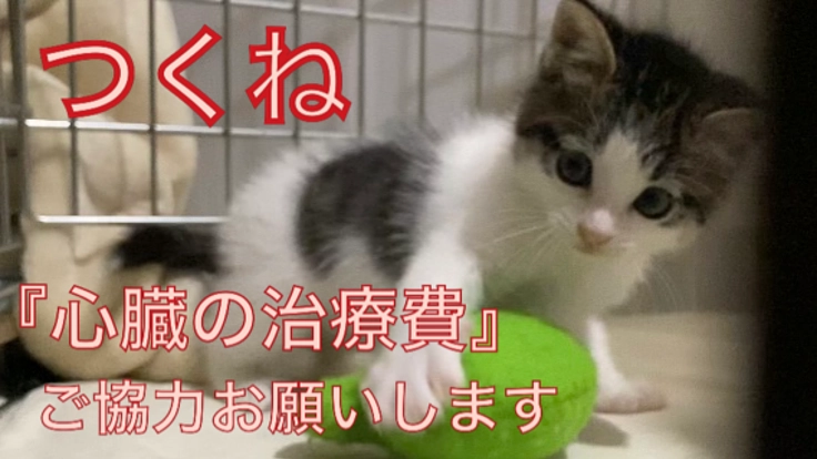 心臓病と闘う『つくね』治療費ご協力のお願い