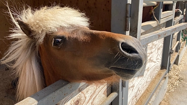 昔飼われていた場所に、再び馬を招致し、循環型農業をみんなで楽しもう のトップ画像