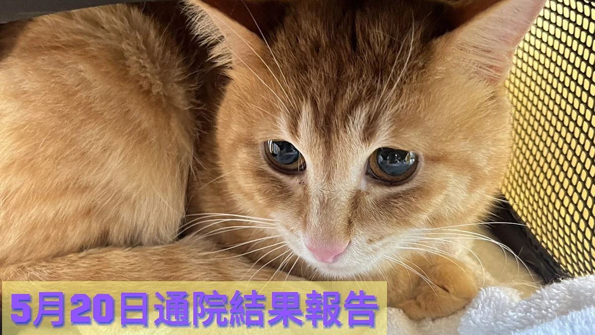 5月20日通院結果報告